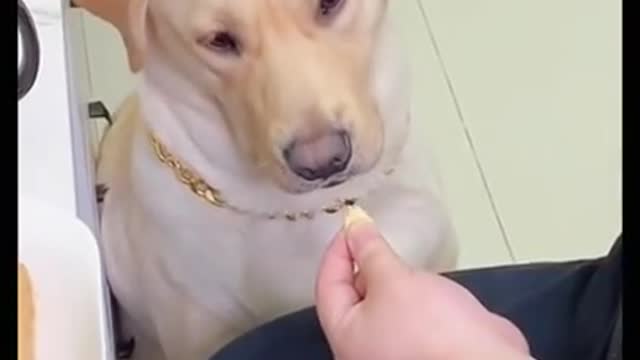 funny pet video