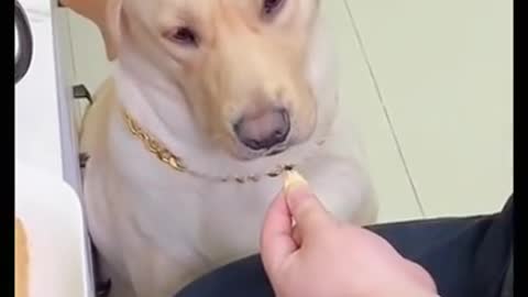 funny pet video