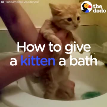 How To Give A Kitten A Bath