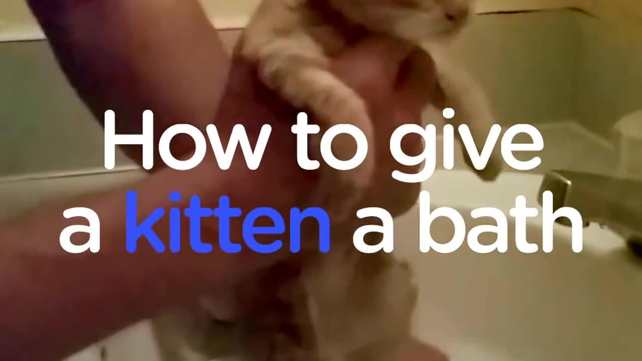 How To Give A Kitten A Bath