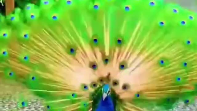 Beautiful Peacock funny animals #shorts Video - Peacock Video