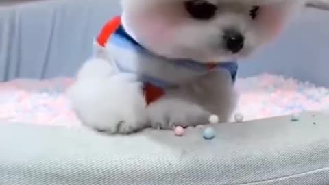 Cute Puppy playing with colorful balls
