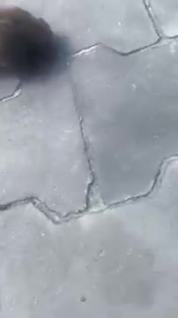 4.Cute UNKNOWN animal 🔥 _ Animals Shorts #shorts #animal