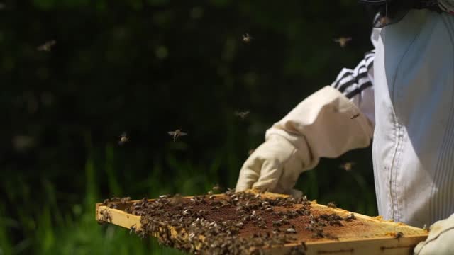 Bee Honey Insect Beehive Nature Hive Close-Up