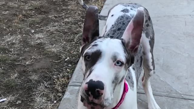 What happens when you film a great dane in slo-mo? RIDICULOUSNESS