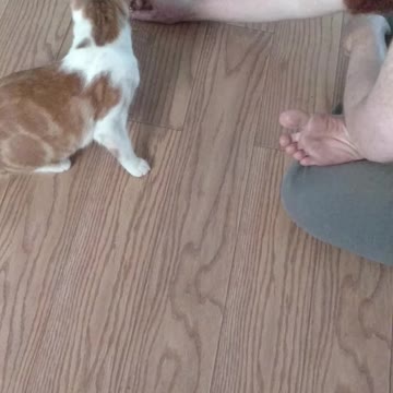 Squeeks playing with my son