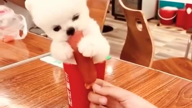 cute Puppy #short funny