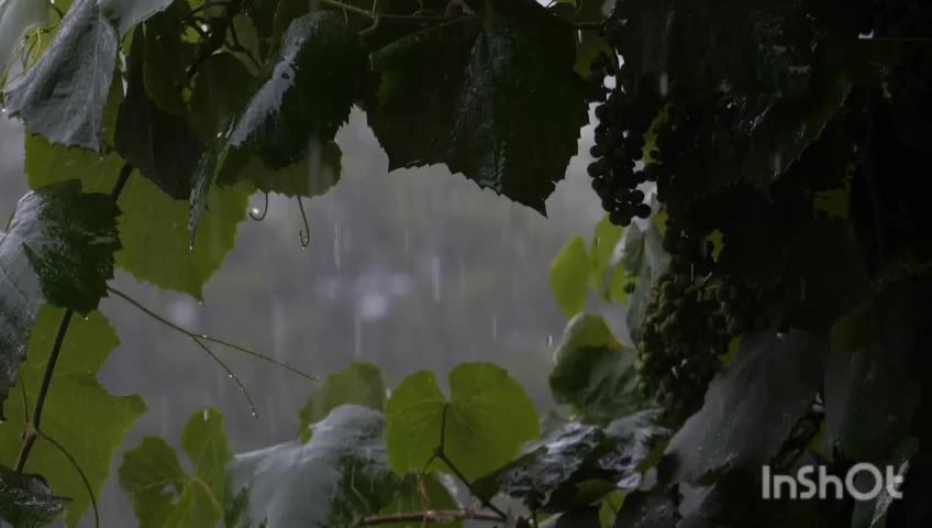 Heavy raining must watch video for natural deep sleep