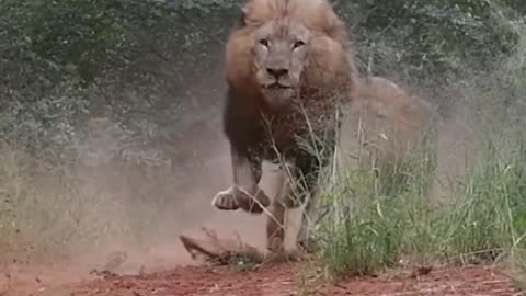 LIONS- Terrifying, Majestic Kings of the Jungle!