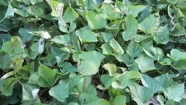 Do you know what kind of plant it is