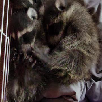 The cutest thing you'll see today!