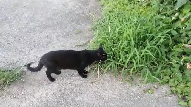 a grass-eating cat