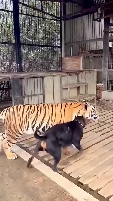 Dog and tiger playing together as best friends