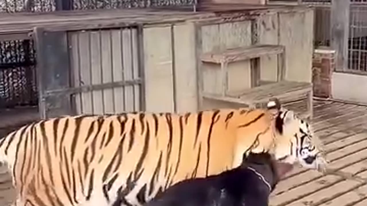 Dog and tiger playing together as best friends