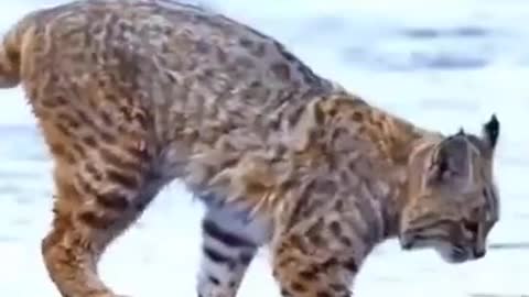 Tiger Pub Jump Viral Animals Video Clip Funny Animals