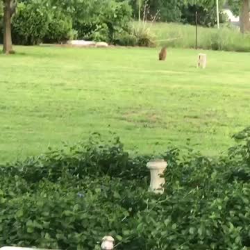 Groundhog Chases Dog Through His Own Backyard