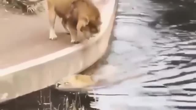 African Male Lion falls inside Zoo water as people watch 😀✌🏼