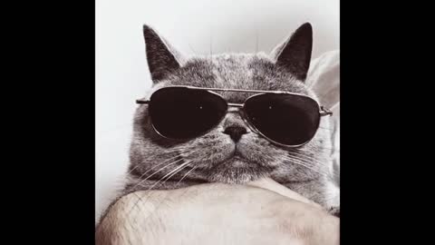 a selection of cool photos of animals