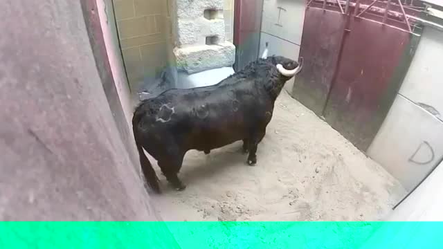 very Dangerous Bulls Fight video