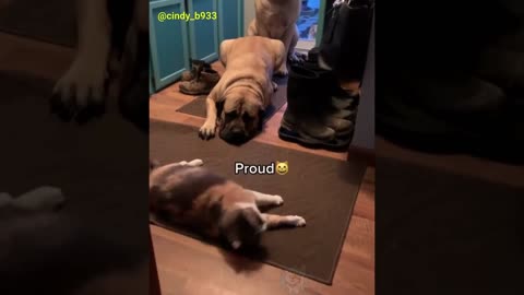 Funniest viral Cat and Dog