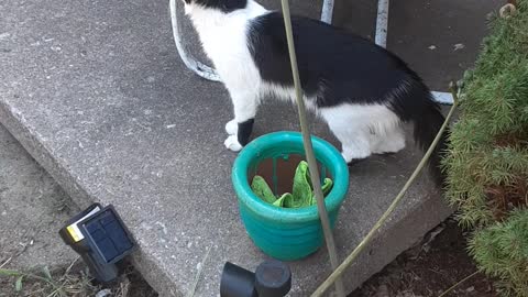 Kitties outside on they're porch,and on they're yard..Pt.2..