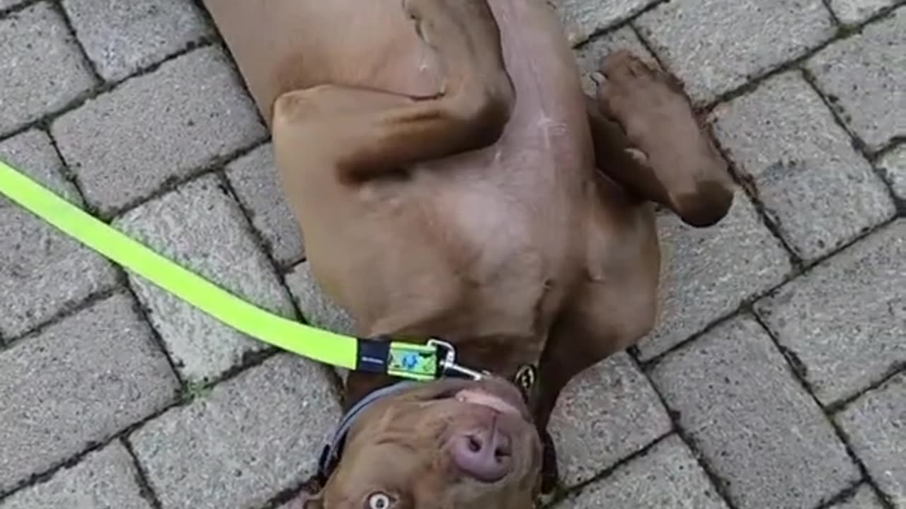 Dog adorably refuses to leave Nona's house