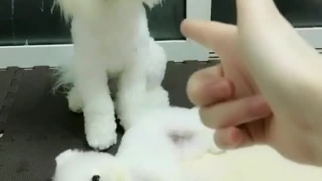 So funny puppies