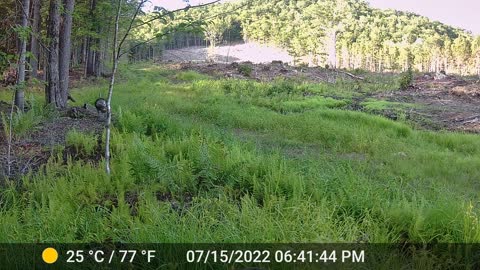 Turkey time trail cam video