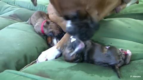 Dog can't contain excitement when allowed on owner's bed