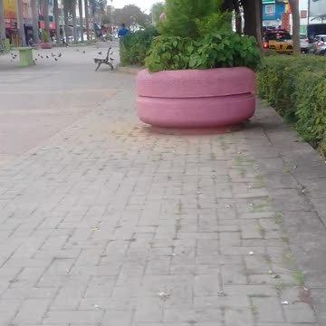 alimentando os pombos na praça pt10