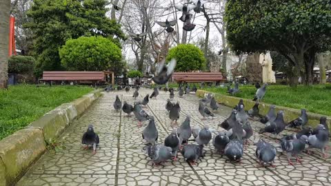 A journey of psychological comfort with pigeons in the park