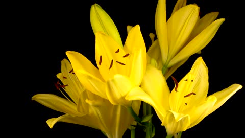 Yellow flowers moving their petals on a dark background