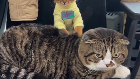 Cat massage - Cute