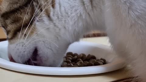 a cat feeding on food