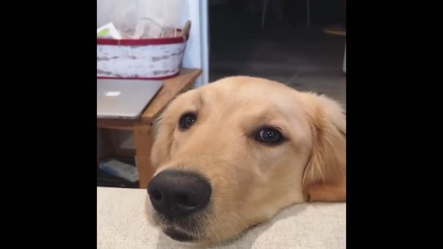 Cute and Funny Cat Dog