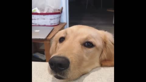 Cute and Funny Cat Dog