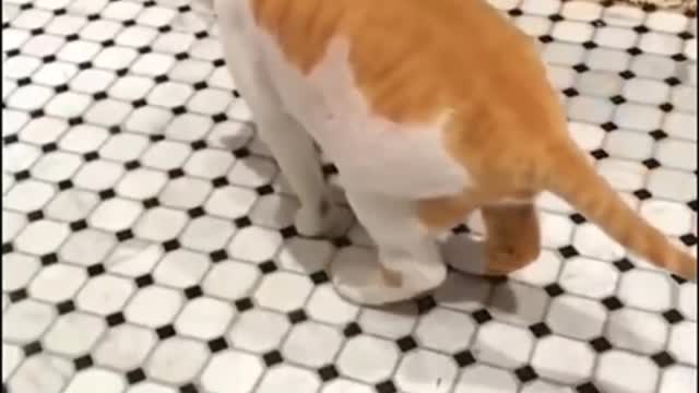 Baby Cats - Cute and 😂 Funny Cat Videos Compilation 🐈 #5 || Cutest Kitten