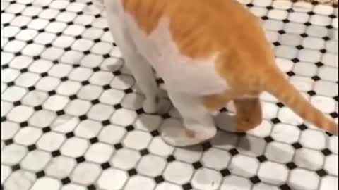 Baby Cats - Cute and 😂 Funny Cat Videos Compilation 🐈 #5 || Cutest Kitten