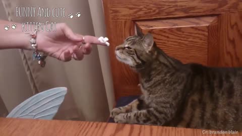 TRY NOT TO LAUGH - CUTE AND FUNNY PETS TO BRIGHTEN YOUR DAY