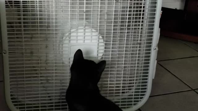 Cat in love with the fan