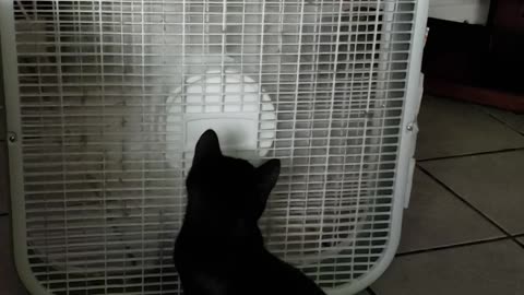 Cat in love with the fan