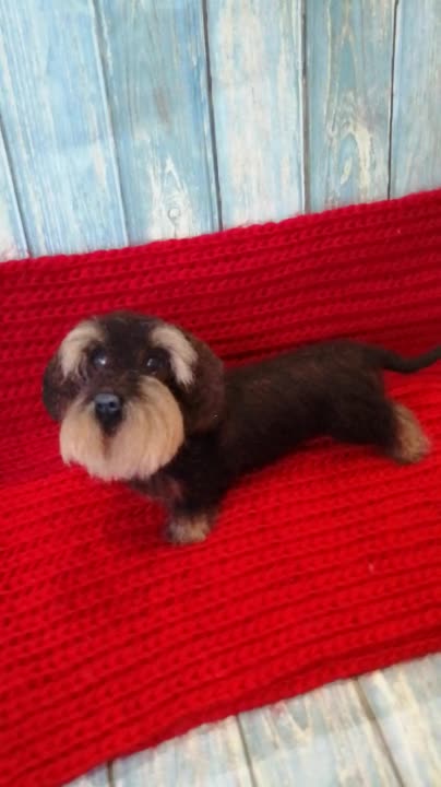 Wire-haired dachshund