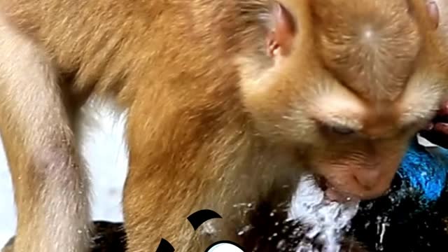 Must Watch-Hillarious! Its Monkey Business