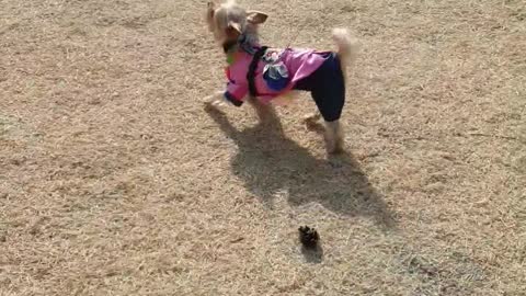 A puppy running around in the park