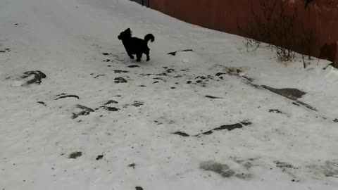 City dog swears.