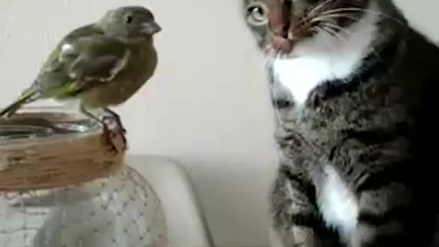 Bird and cat video