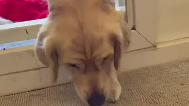 Mother Dog Protects Puppies Video