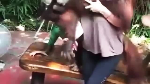 Orangutan and woman funny video#shorts#shor