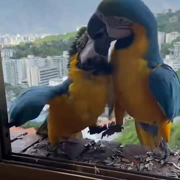 Parrots eating sunflower seeds