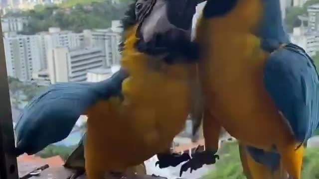 Parrots eating sunflower seeds